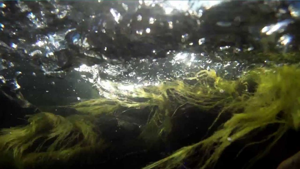 Acqua chit ven